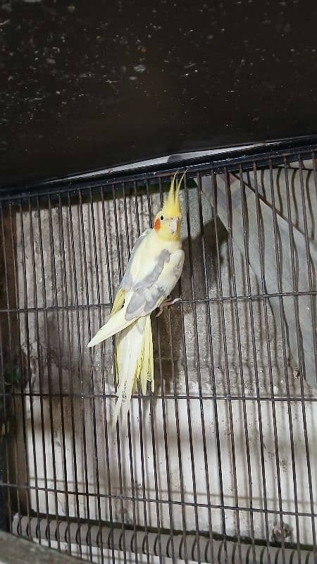 Cocktail Male and Pair Available 0