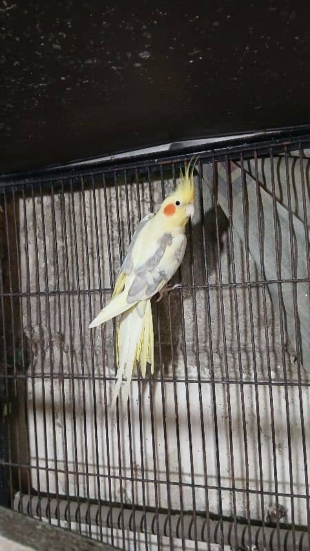 Cocktail Male and Pair Available 1