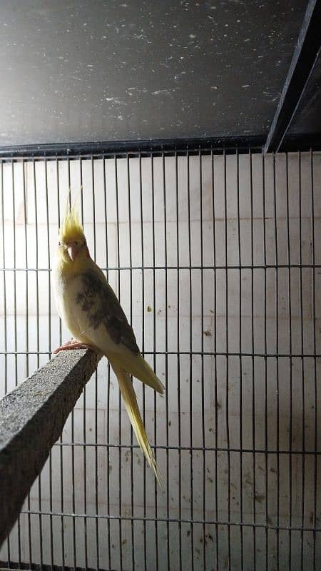 Cocktail Male and Pair Available 2