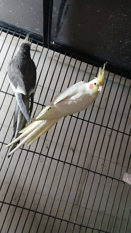 Cocktail Male and Pair Available 3