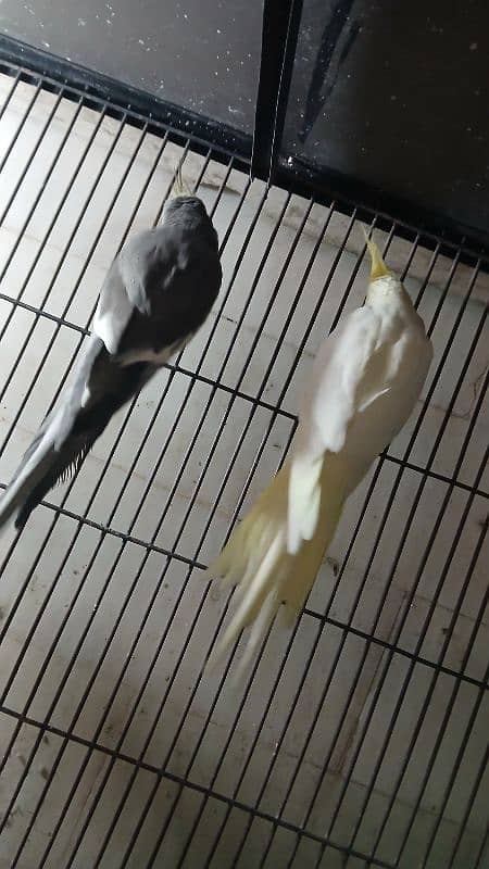 Cocktail Male and Pair Available 4