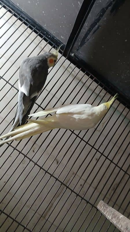 Cocktail Male and Pair Available 5