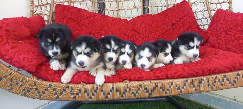 Siberian Husky Puppies. Blue Eyes. Wooly Coat. Heavy Bone Structure 4