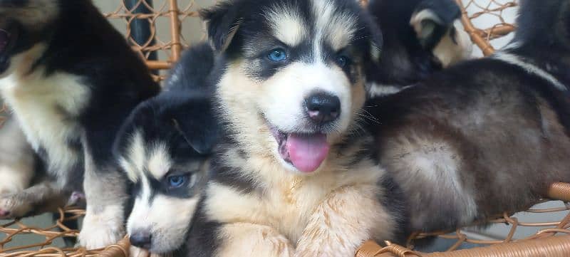 Siberian Husky Puppies. Blue Eyes. Wooly Coat. Heavy Bone Structure 6