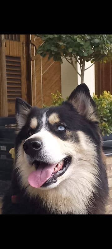 Siberian Husky Puppies. Blue Eyes. Wooly Coat. Heavy Bone Structure 8