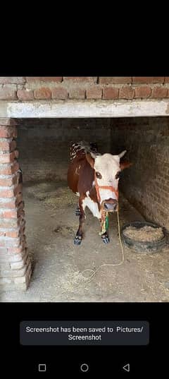 jersey cow Friesian cow