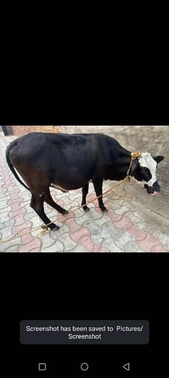 jersey cow Friesian cow