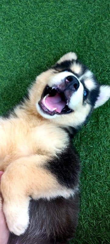 Siberian Husky Puppies. Blue Eyes. Wooly Coat. Heavy Bone Structure 1