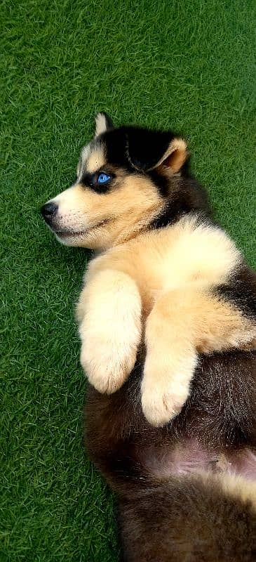 Siberian Husky Puppies. Blue Eyes. Wooly Coat. Heavy Bone Structure 5