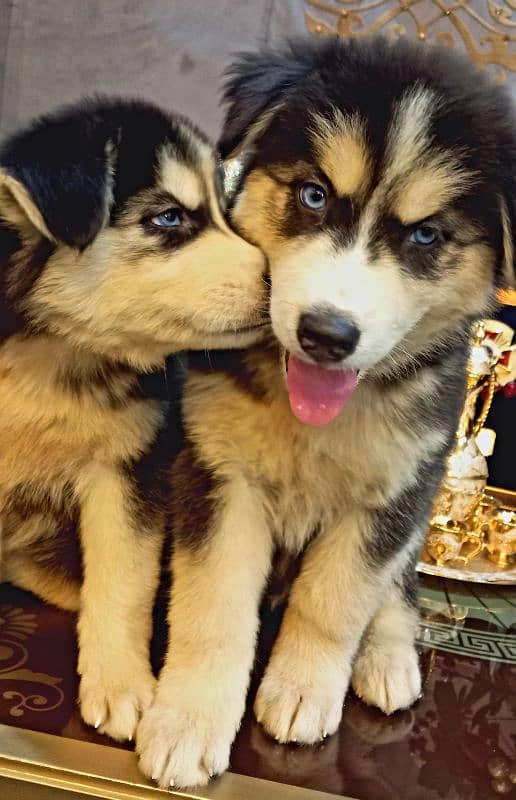 Siberian Husky Puppies. Blue Eyes. Wooly Coat. Heavy Bone Structure 3