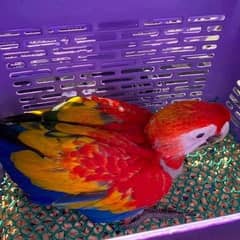 red Macau parrot cheats for sale 0349=6826=931