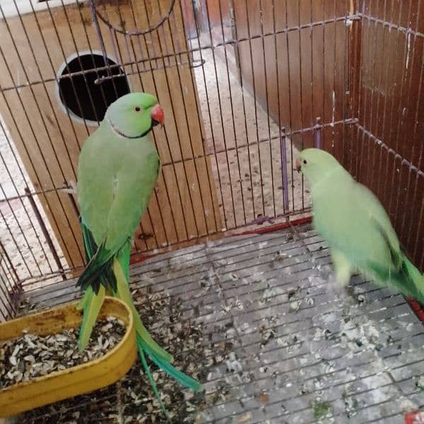 green ringneck breeder pair 0