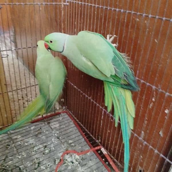 green ringneck breeder pair 1