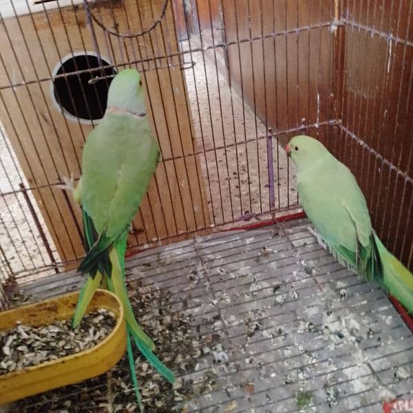 green ringneck breeder pair 2