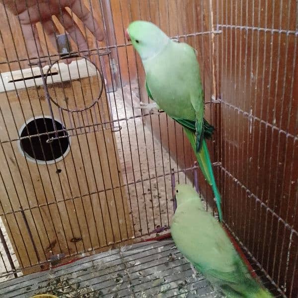 green ringneck breeder pair 3