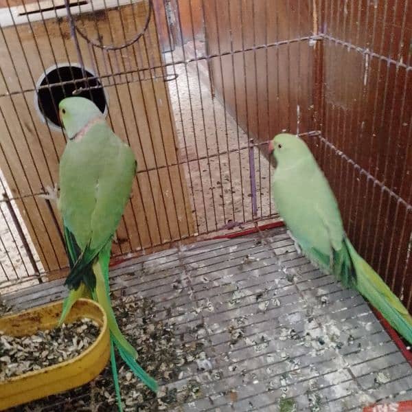 green ringneck breeder pair 4