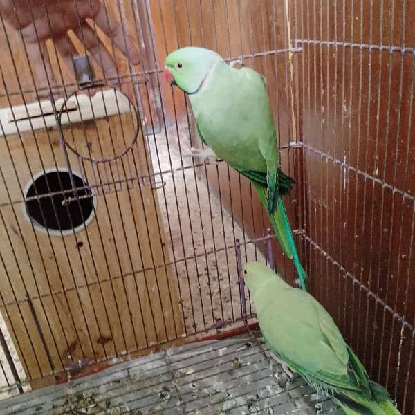 green ringneck breeder pair 5