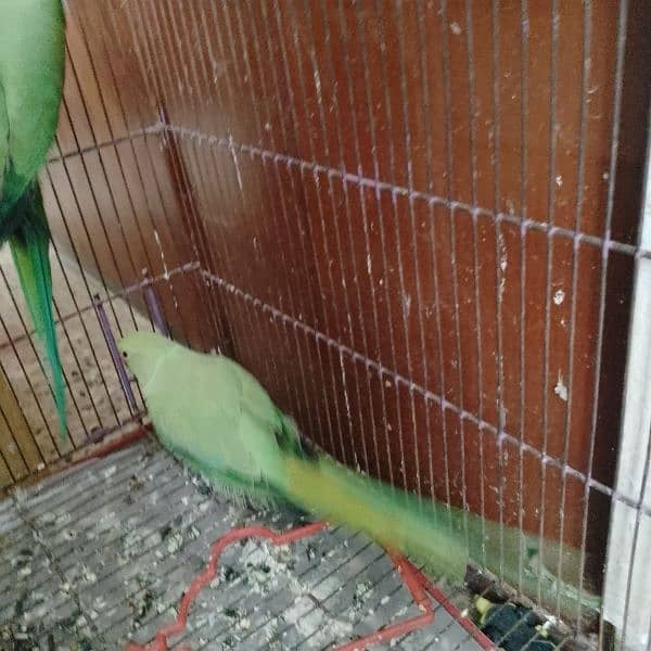 green ringneck breeder pair 6