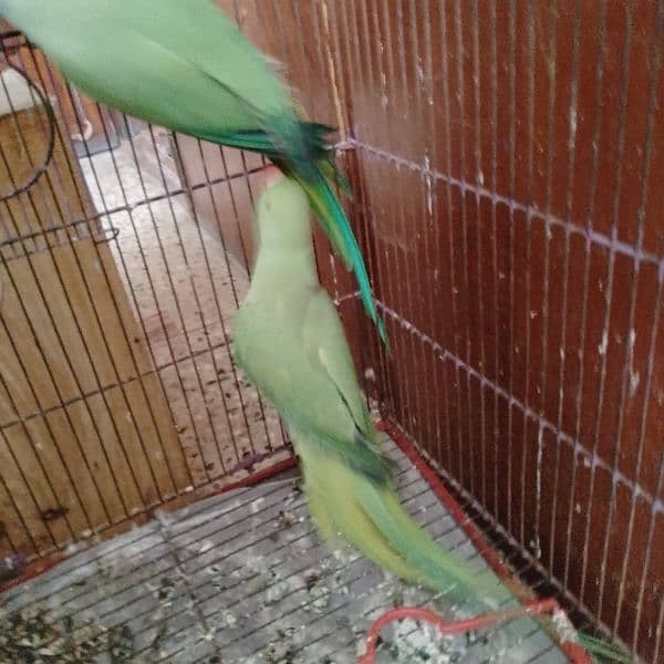 green ringneck breeder pair 7