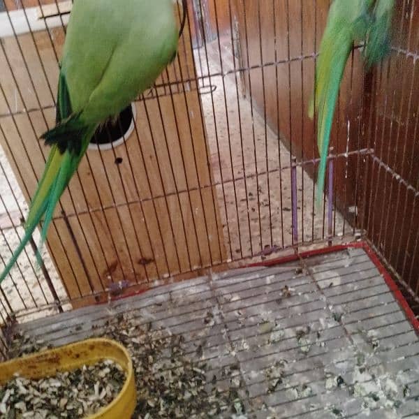 green ringneck breeder pair 8