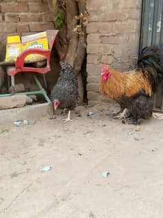 golden buff male r playmouth rock female pair galva aseel pair hai