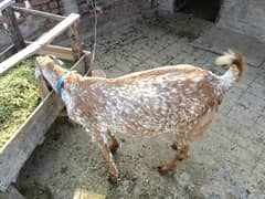 Female goat for sale