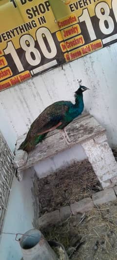 Peacock Breeder Pair Urgent Sale