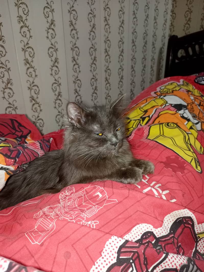 Grey Rare color Persian Breed Persian cat. 0