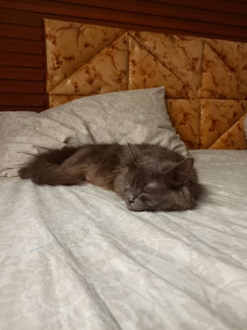 Grey Rare color Persian Breed Persian cat. 2