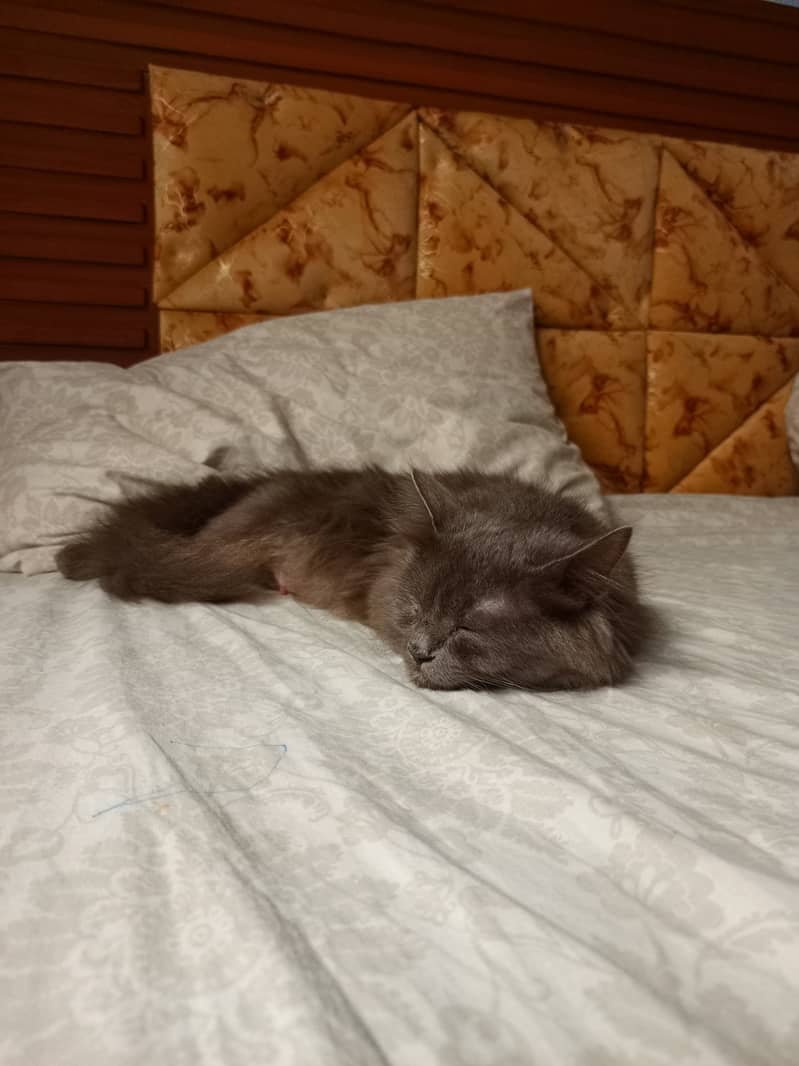 Grey Rare color Persian Breed Persian cat. 3