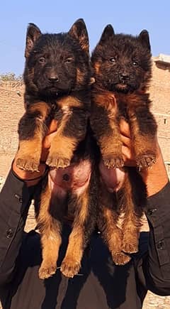 German Shepherd puppy| Long Coat puppies | Dog For Sale | GSD pair