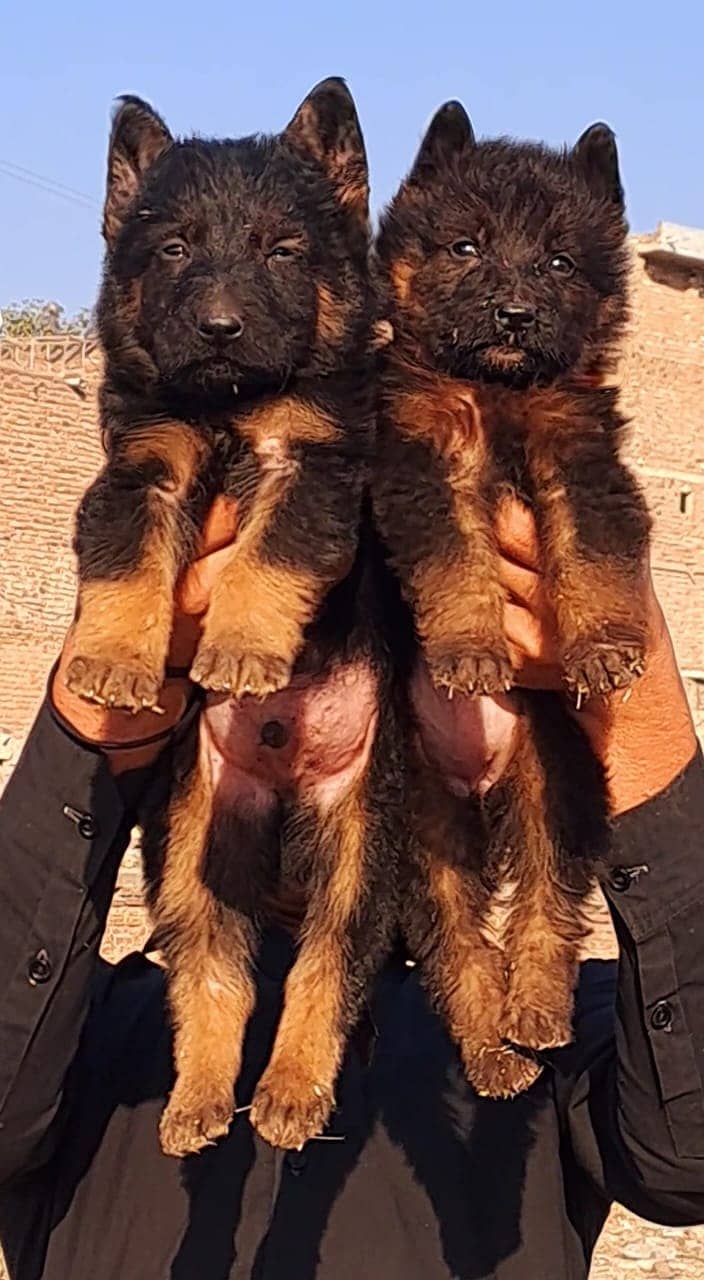 German Shepherd puppy| Long Coat puppies | Dog For Sale | GSD pair 0