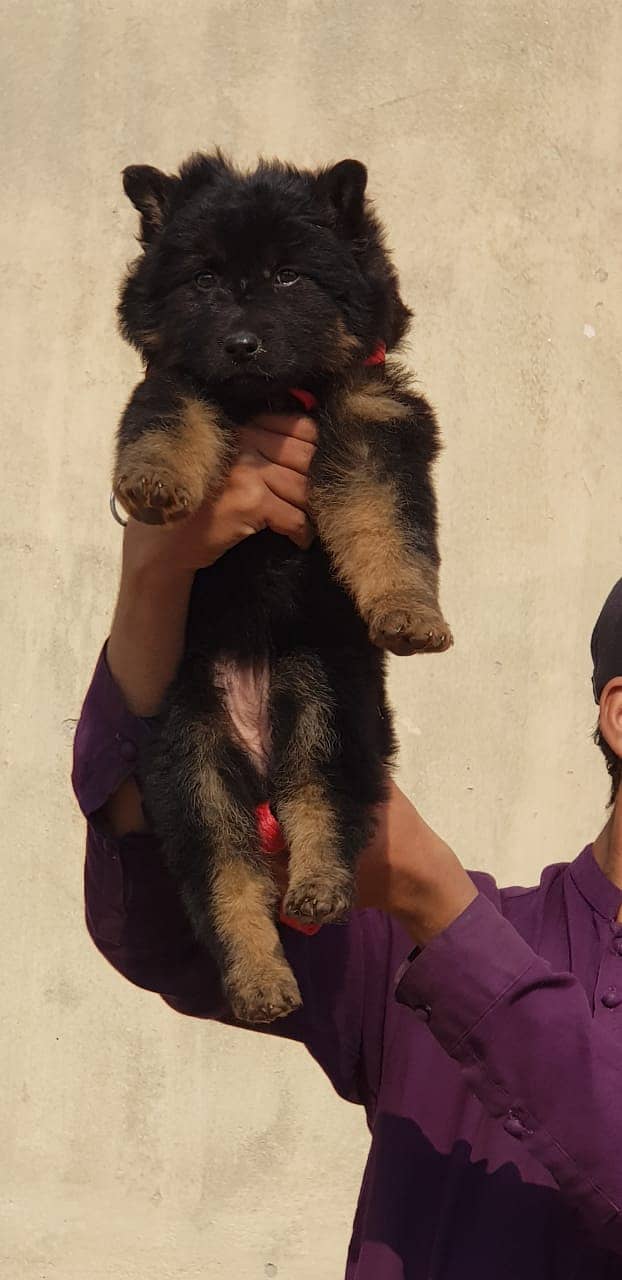 German Shepherd |black German Shepherd puppies | puppy | GSD dog 1