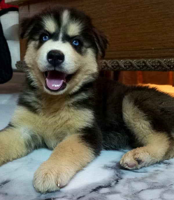 Siberian Husky Puppies. Blue Eyes. Wooly Coat. Heavy Bone Structure 2