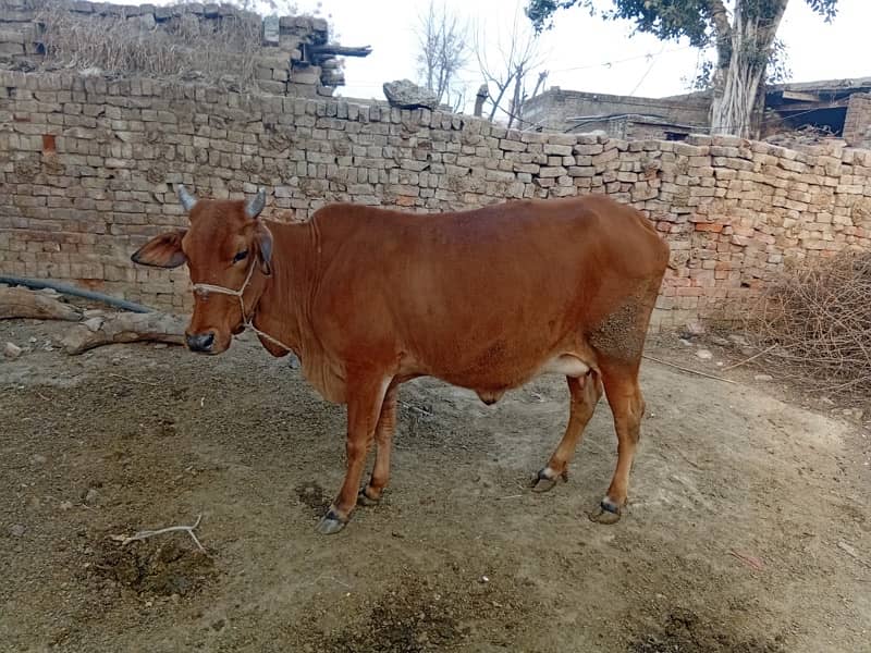 Sahiwal Cross Vacha 3 Months only 6kg milk Production 0