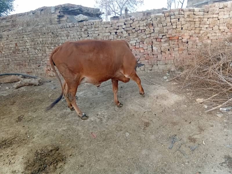 Sahiwal Cross Vacha 3 Months only 6kg milk Production 2