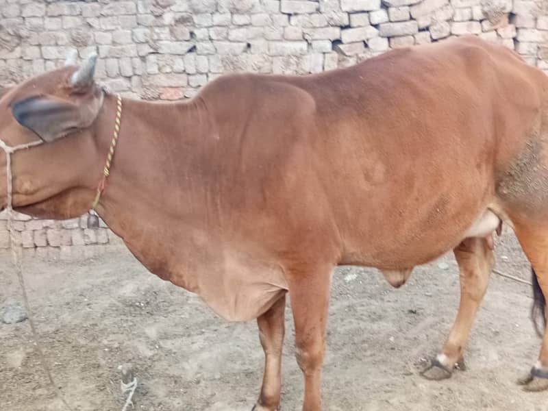 Sahiwal Cross Vacha 3 Months only 6kg milk Production 3