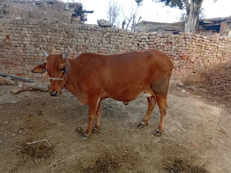 Sahiwal Cross Vacha 3 Months only 6kg milk Production 4