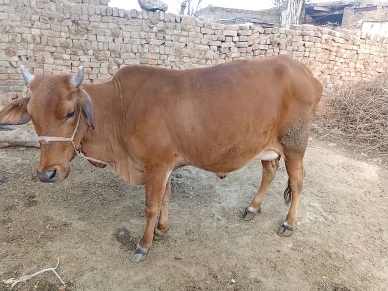 Sahiwal Cross Vacha 3 Months only 6kg milk Production 5