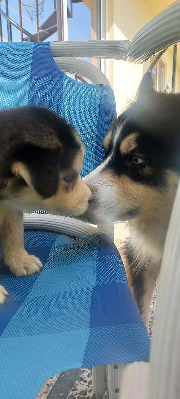 Siberian Husky Puppies. Blue Eyes. Wooly Coat. Heavy Bone Structure 7