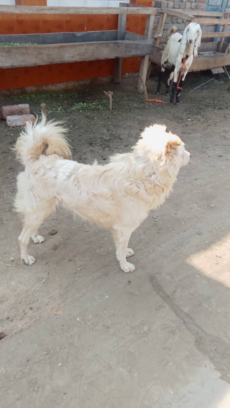 Dog for sell 3