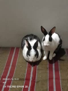 rabbits for sale male or female03115386700