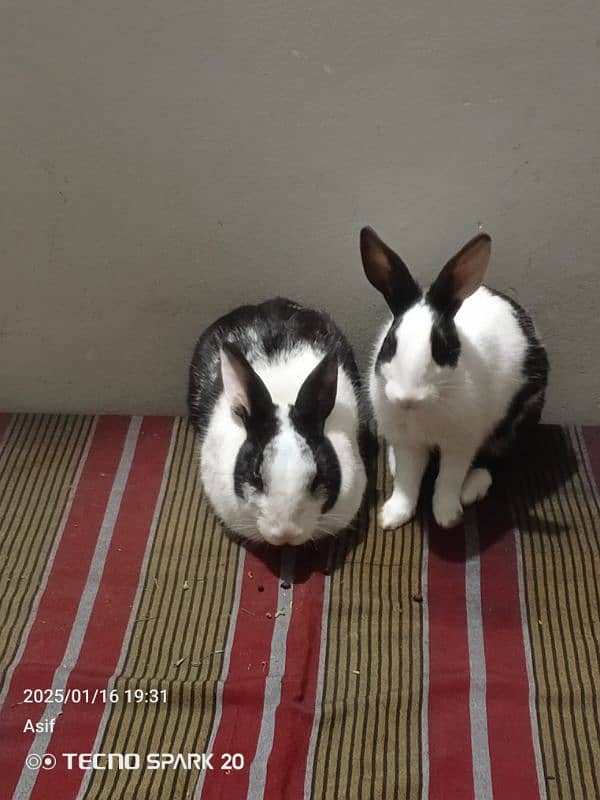 rabbits for sale male or female03115386700 0