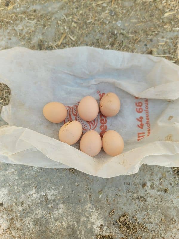 hera aseel paper white egg for sale 0