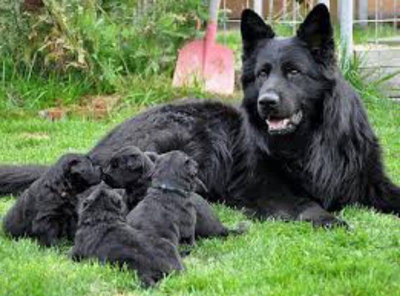 Pedigree long coated black German shepherd puppies available for sale 0