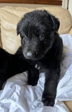 Black German shepherd puppies available for sale