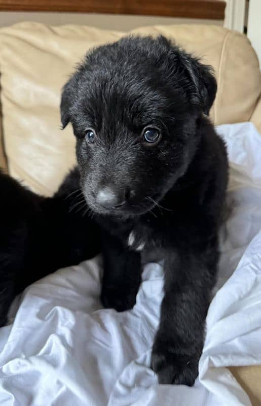 Black German shepherd puppies available for sale 0