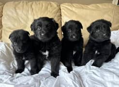 Pedigree long coated black German shepherd puppies available for sale