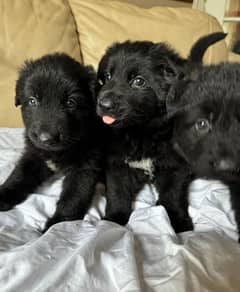 pedigree long coated black German shepherd puppies available for sale