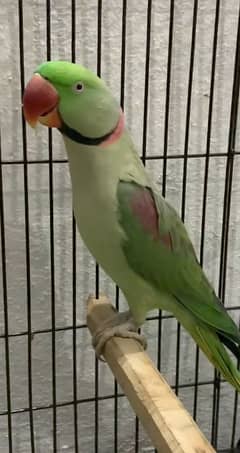 raw parrot for sale Only WhatsApp number03260536967